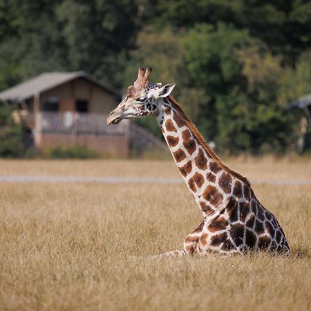 Knuthenborg Safaripark Hotel Maribo Kültér fotó