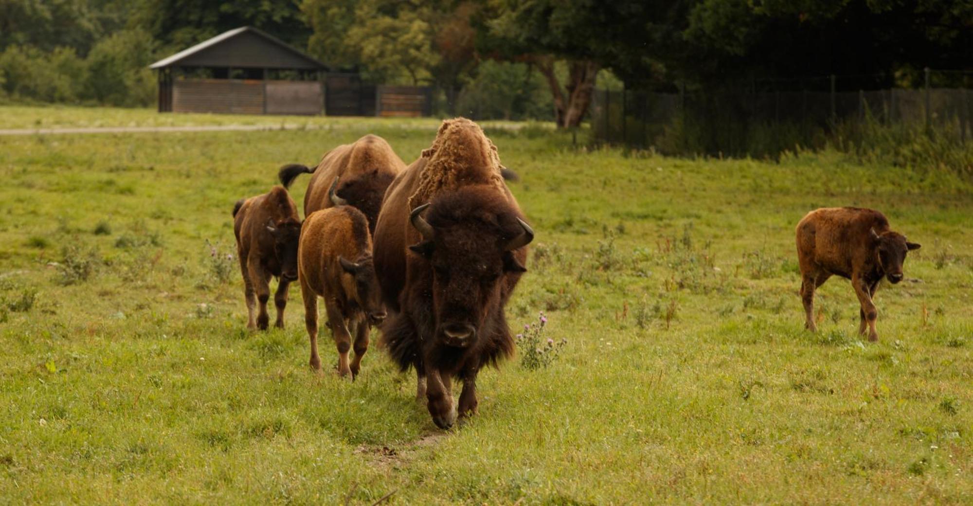 Knuthenborg Safaripark Hotel Maribo Kültér fotó