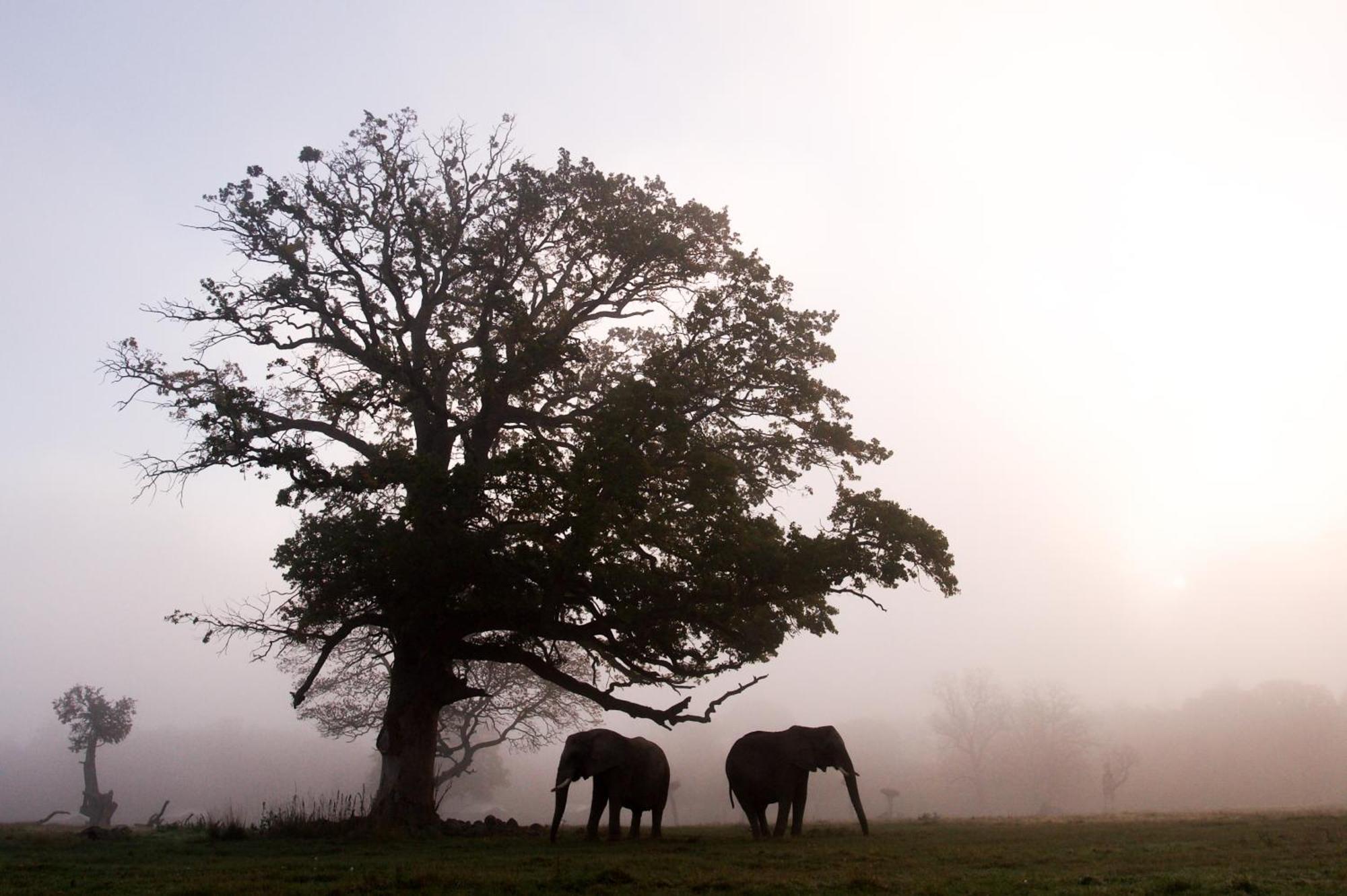 Knuthenborg Safaripark Hotel Maribo Kültér fotó