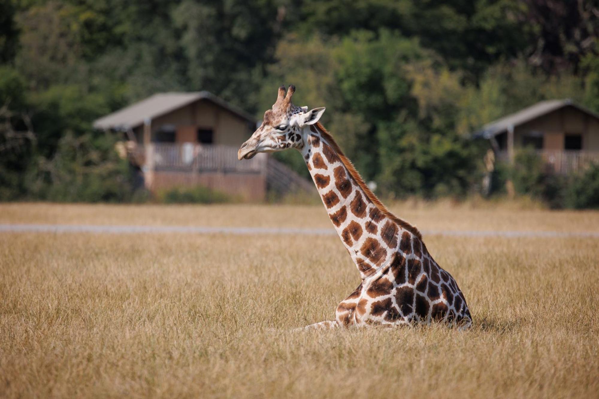 Knuthenborg Safaripark Hotel Maribo Kültér fotó