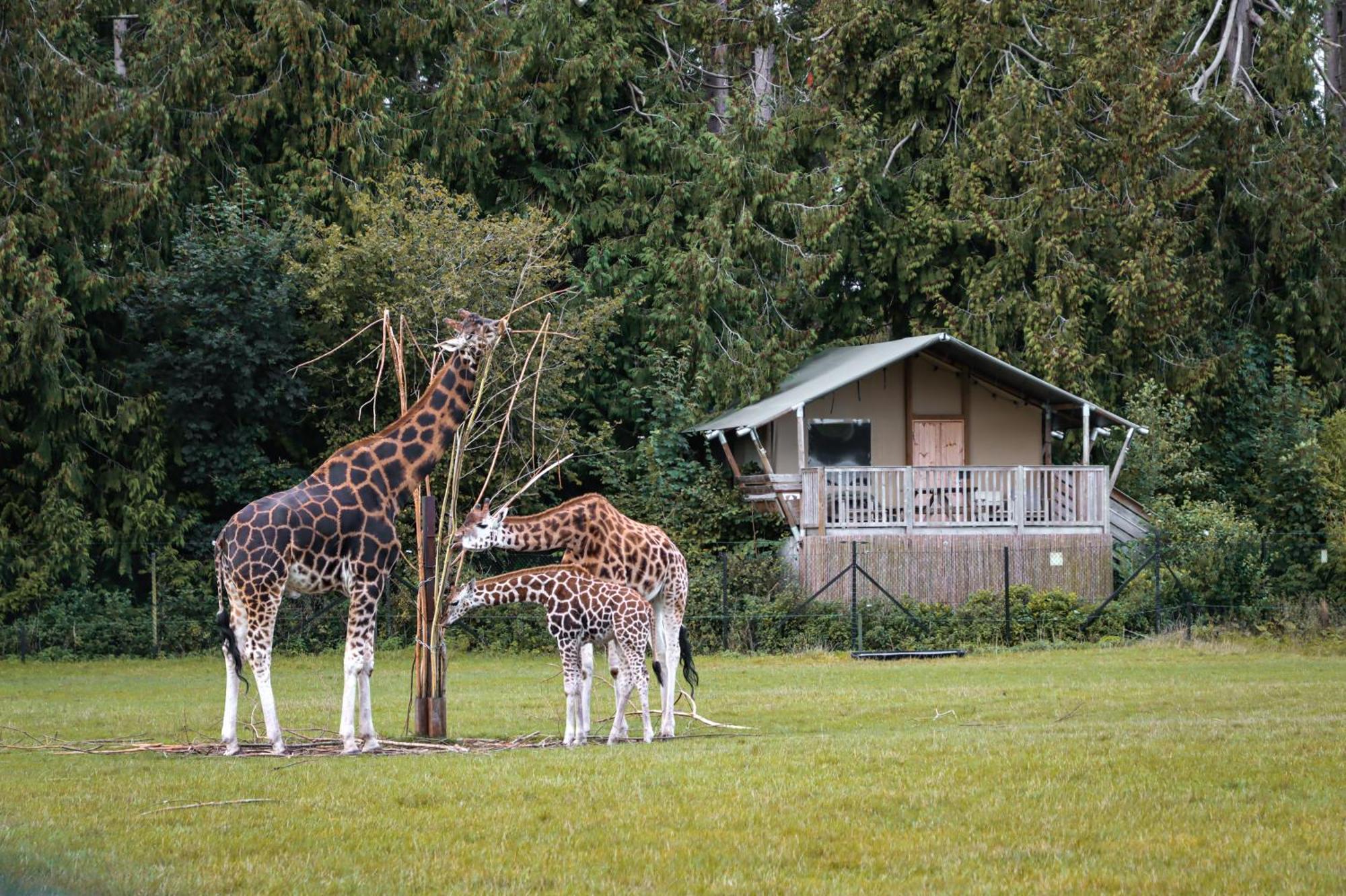 Knuthenborg Safaripark Hotel Maribo Kültér fotó