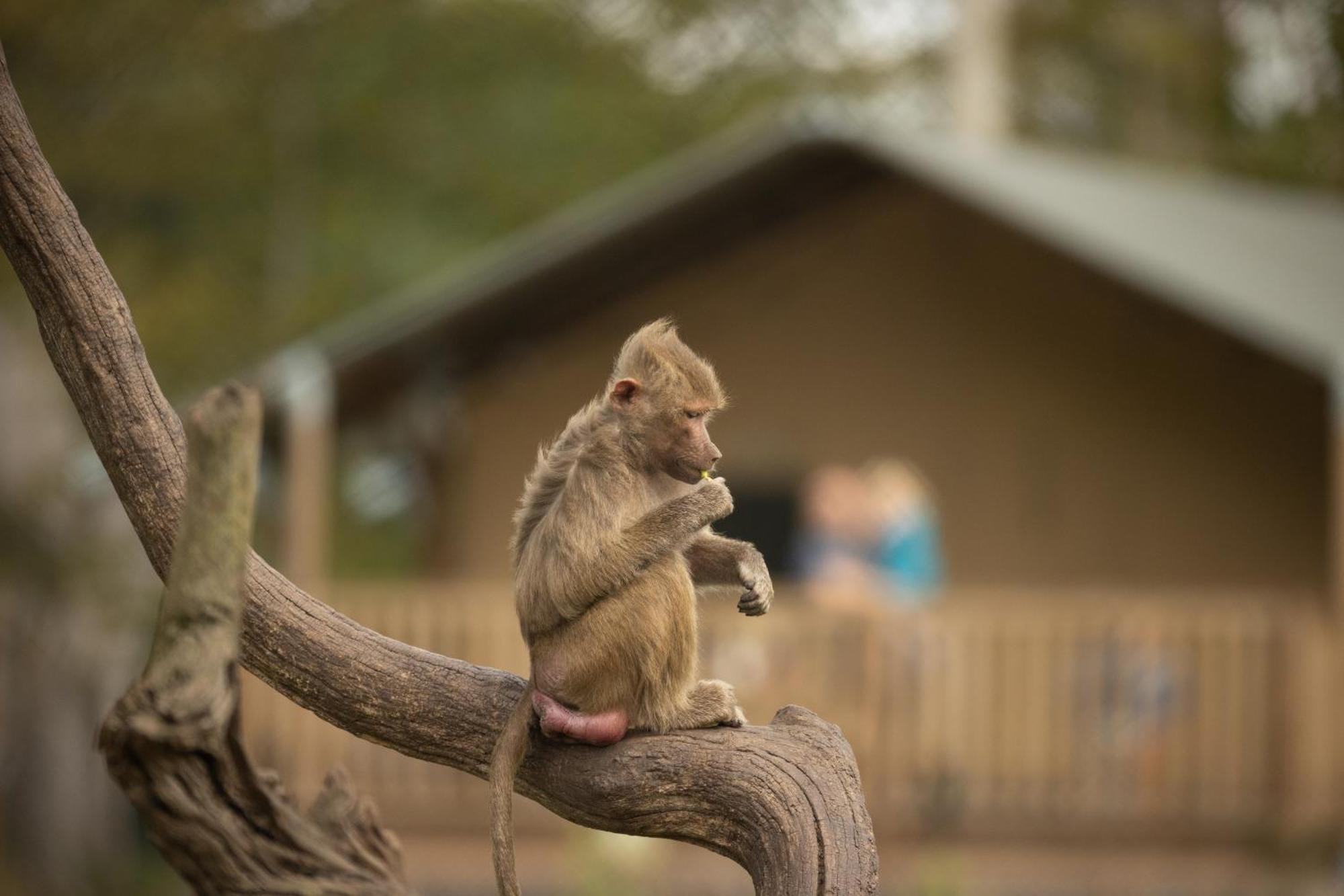Knuthenborg Safaripark Hotel Maribo Kültér fotó