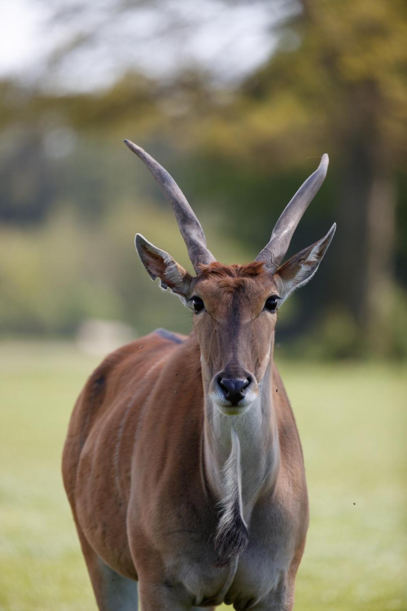 Knuthenborg Safaripark Hotel Maribo Kültér fotó