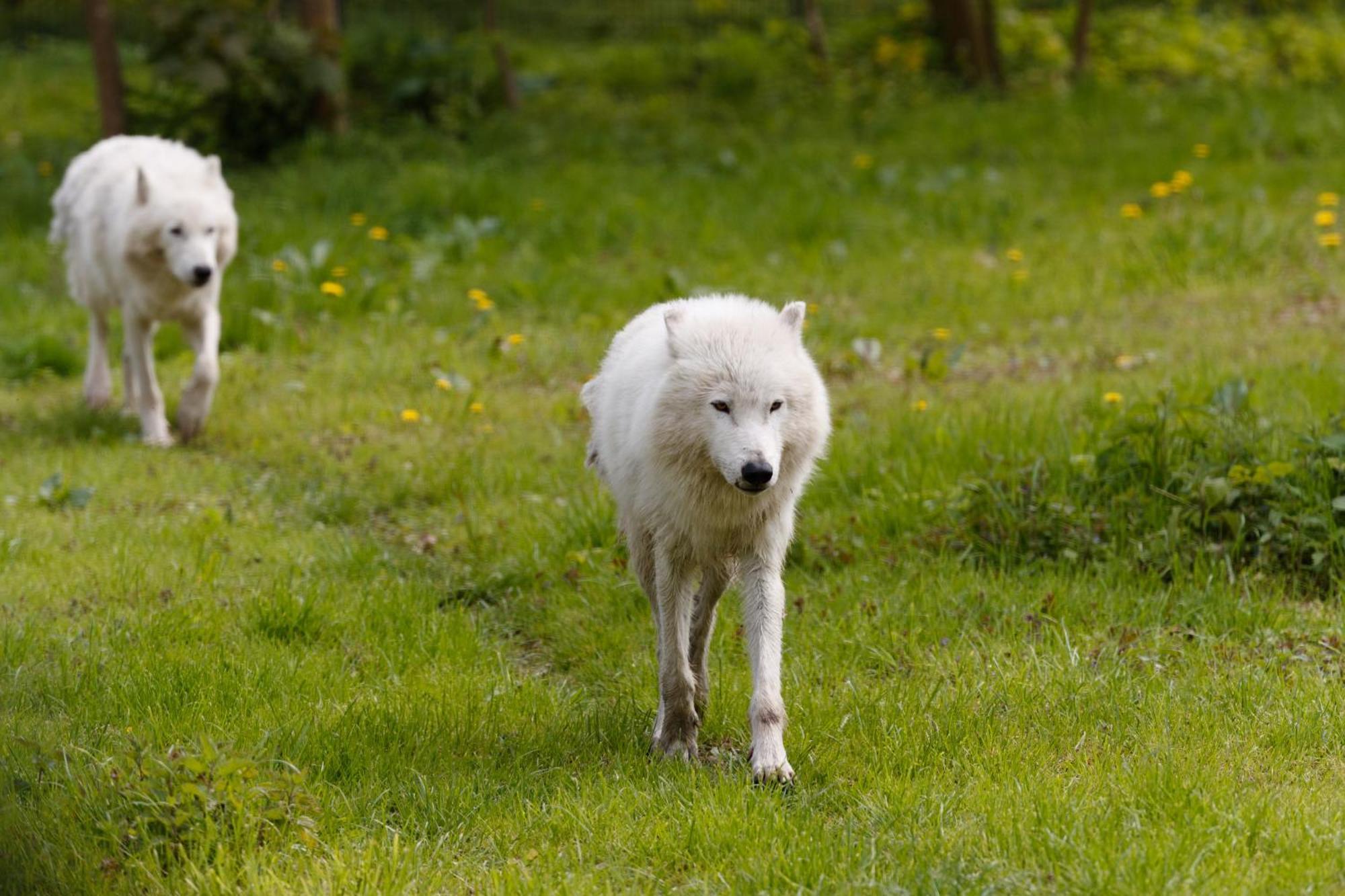 Knuthenborg Safaripark Hotel Maribo Kültér fotó