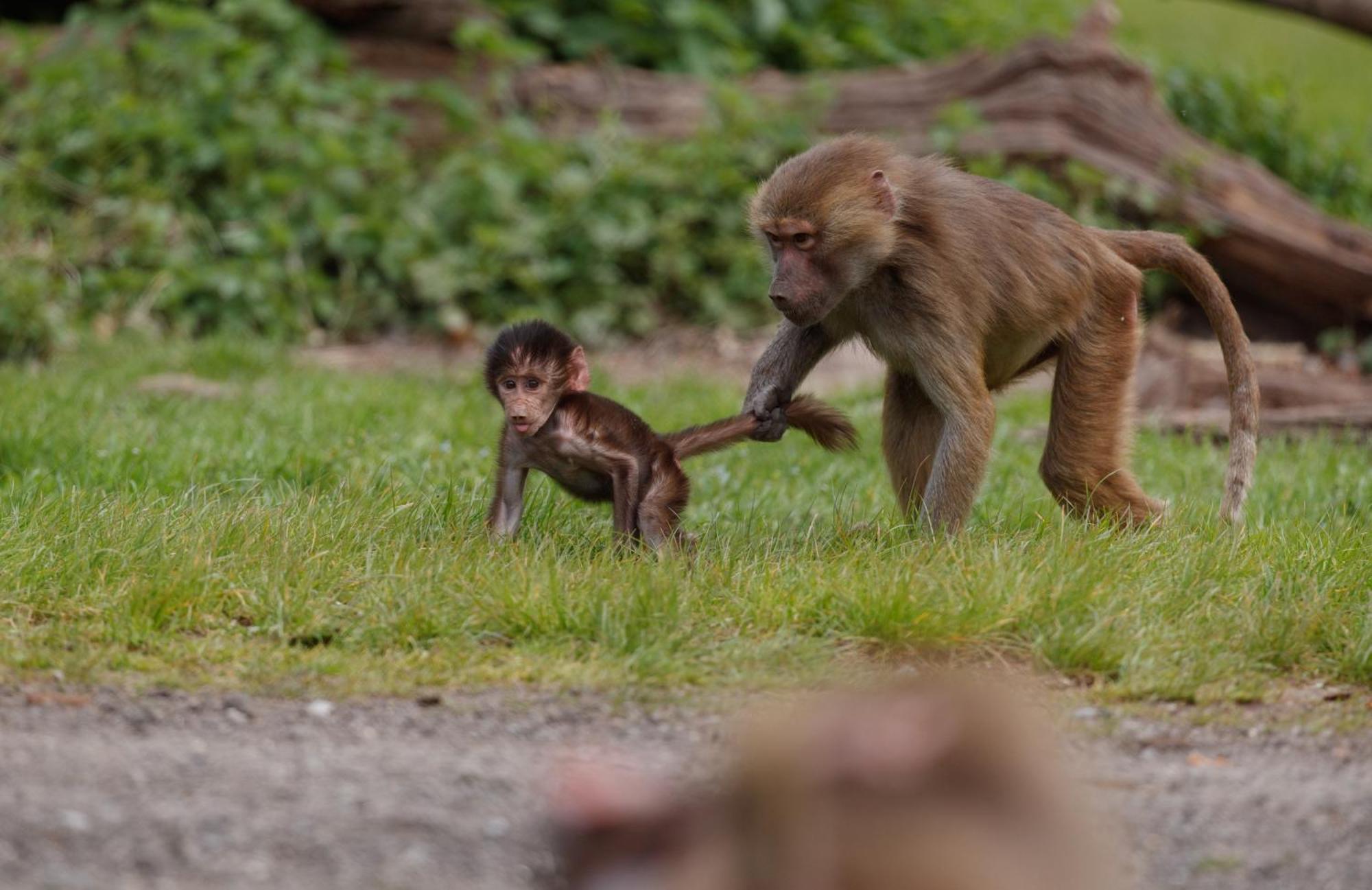 Knuthenborg Safaripark Hotel Maribo Kültér fotó