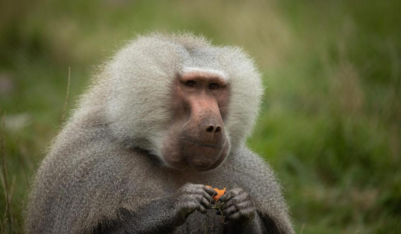 Knuthenborg Safaripark Hotel Maribo Kültér fotó