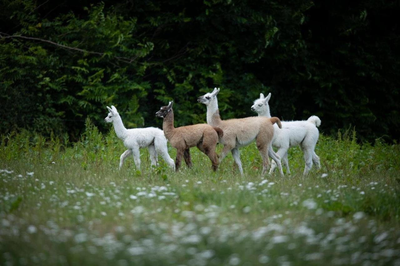 Knuthenborg Safaripark Hotel Maribo Kültér fotó