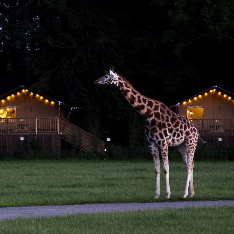 Knuthenborg Safaripark Hotel Maribo Kültér fotó
