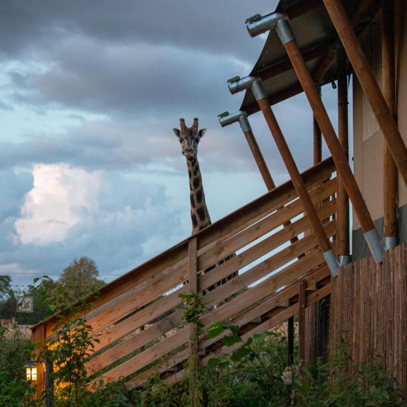 Knuthenborg Safaripark Hotel Maribo Kültér fotó