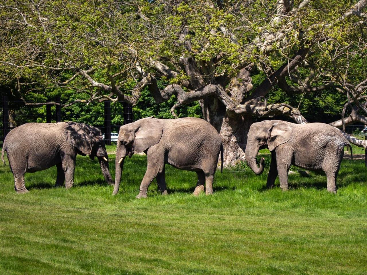 Knuthenborg Safaripark Hotel Maribo Kültér fotó
